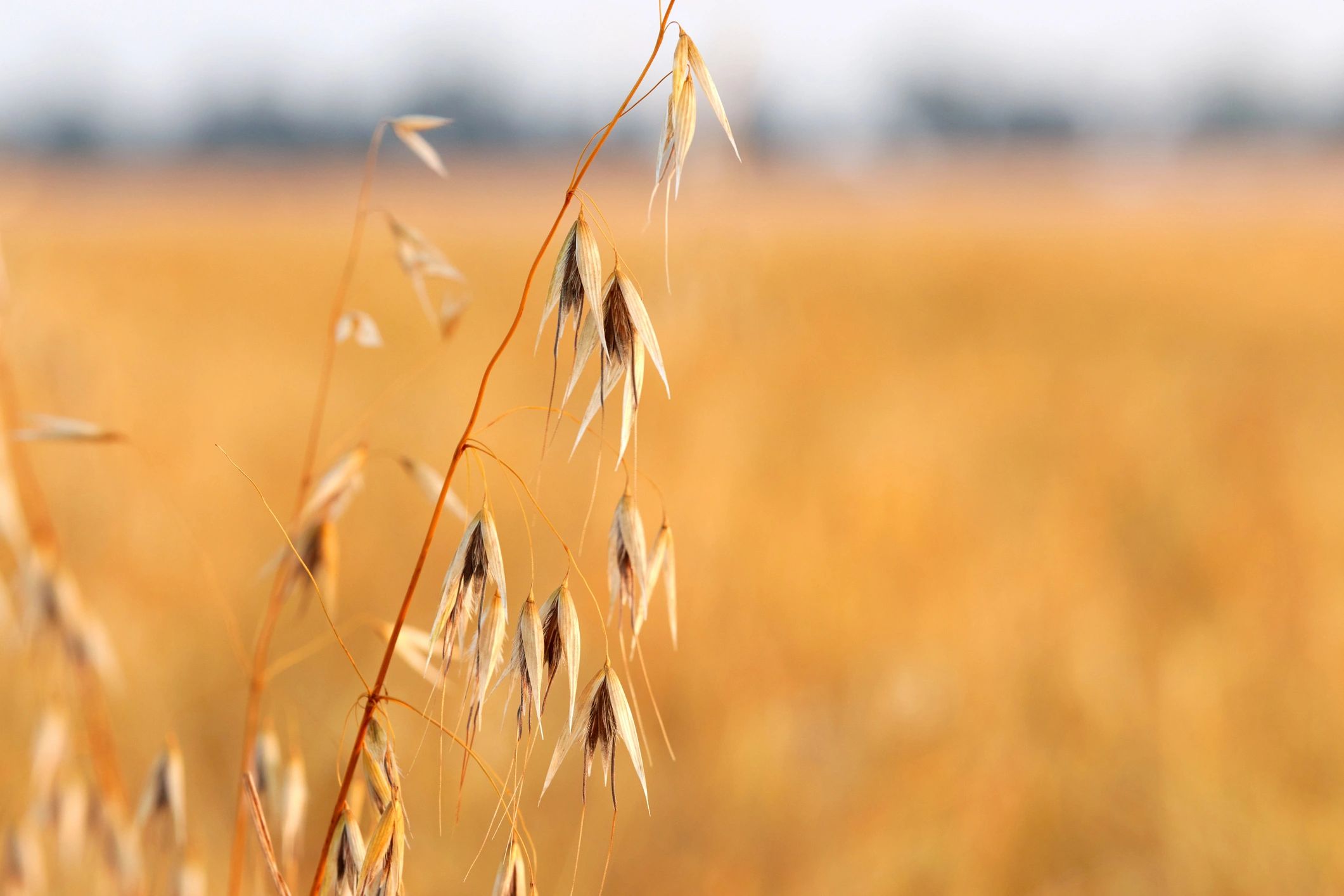 Abstract rural landscape used as testimonial avatar