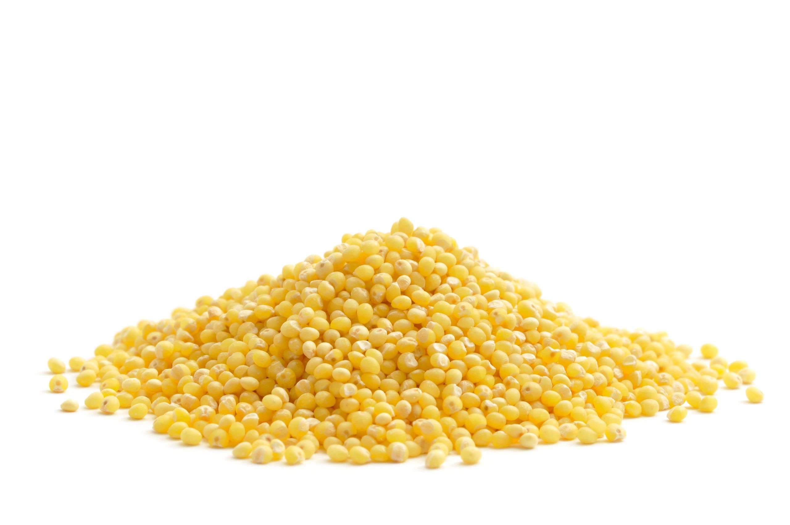 Millet grains close-up used as testimonial avatar