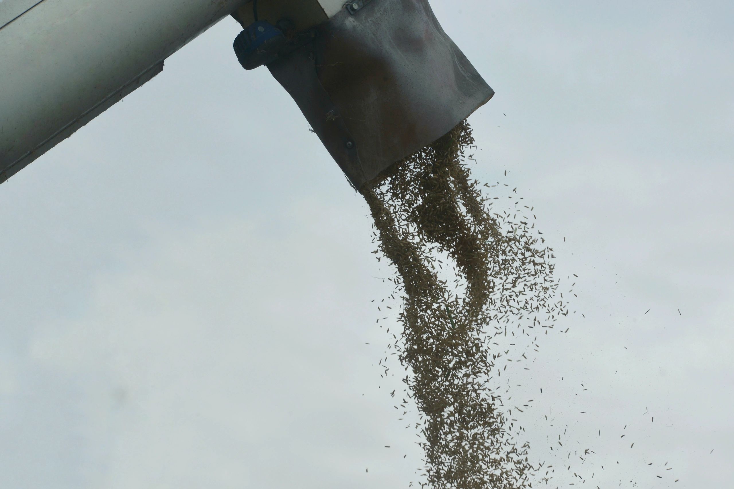 Grain field representing farm sourcing
